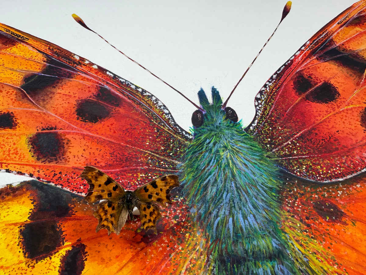 COMMA BUTTERFLY - original watercolour