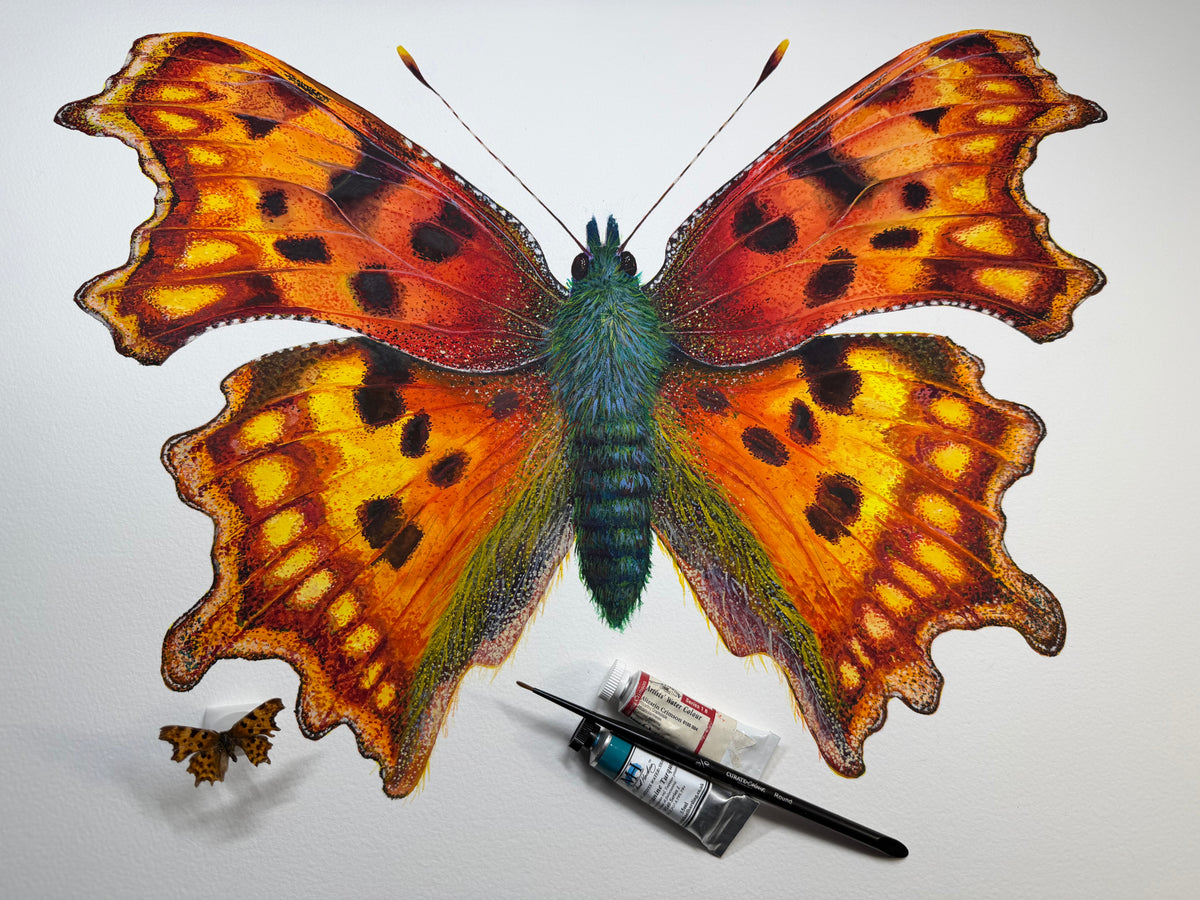 COMMA BUTTERFLY - original watercolour