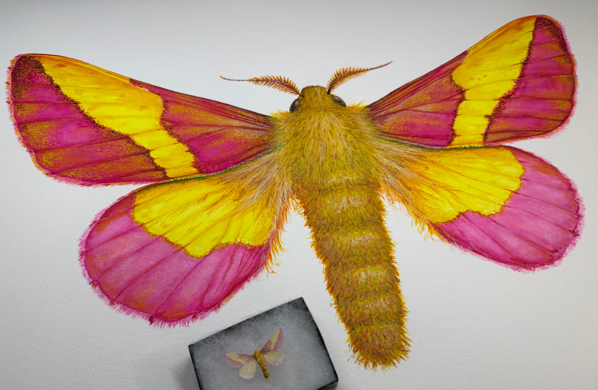ROSY MAPLE MOTH - original watercolour
