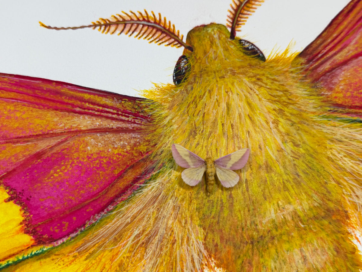 ROSY MAPLE MOTH - original watercolour