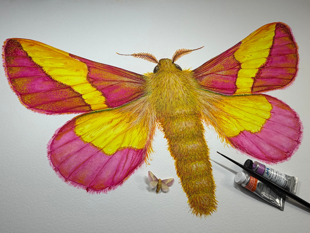 ROSY MAPLE MOTH - original watercolour