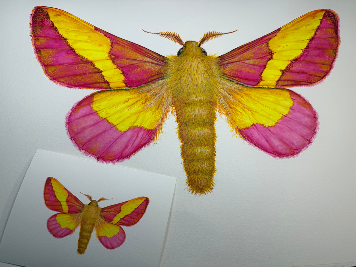 ROSY MAPLE MOTH - original watercolour