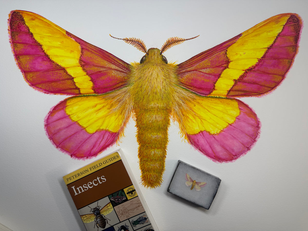 ROSY MAPLE MOTH - original watercolour