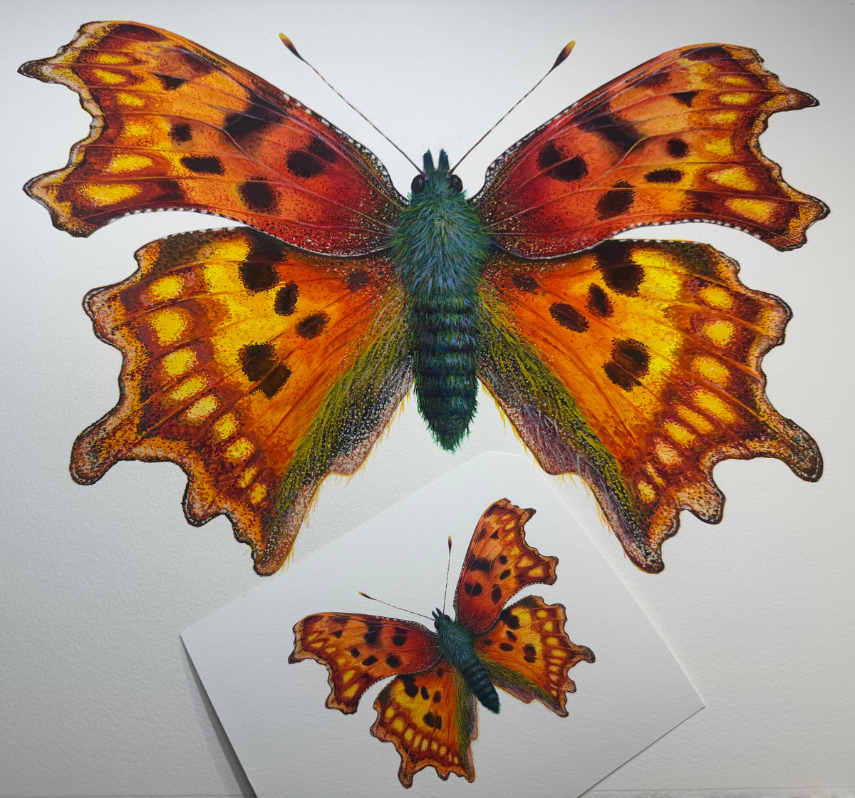 COMMA BUTTERFLY - original watercolour