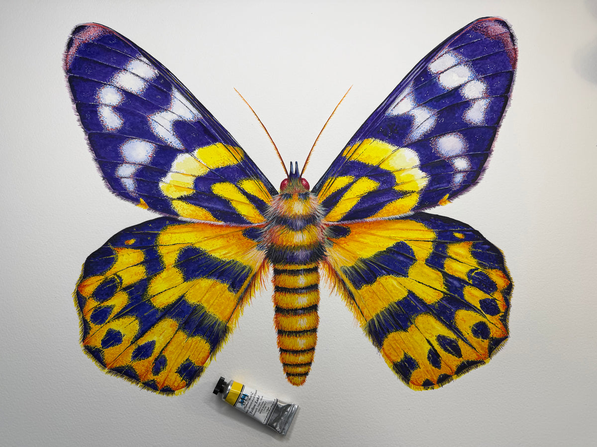 DYSPHANIA MOTH - original watercolour