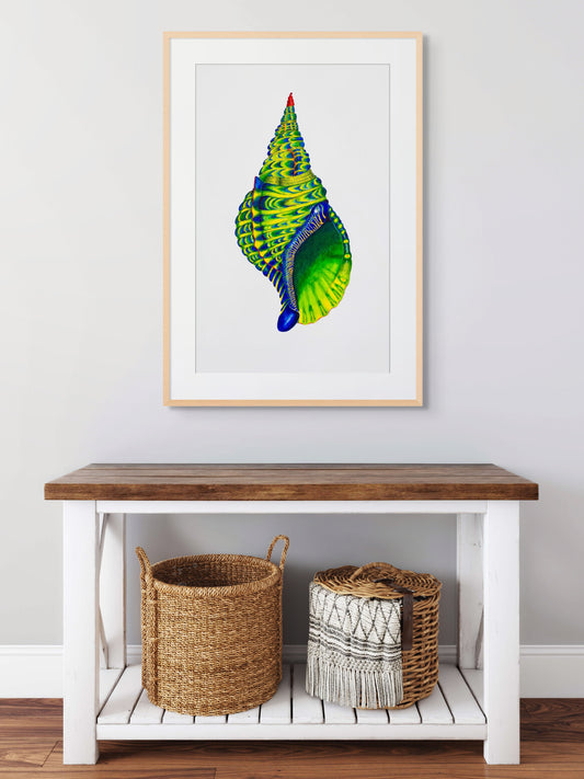BLUE TRITON SHELL - giclee print