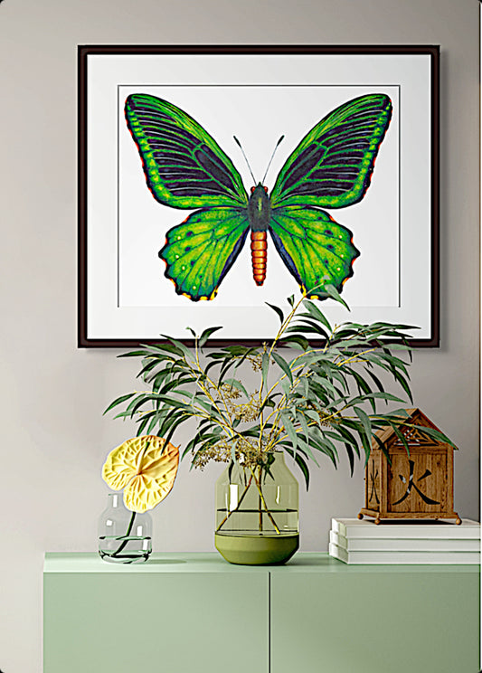 GREEN BIRDWING BUTTERFLY - giclee print