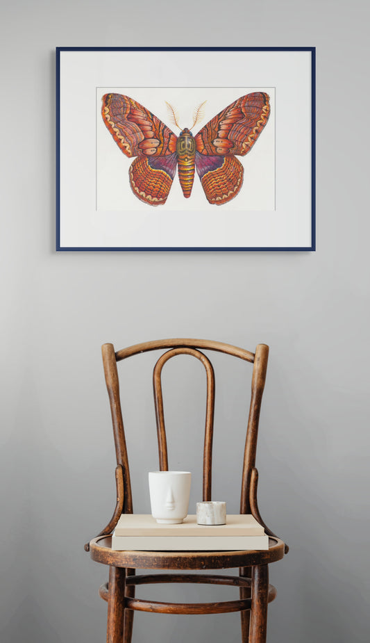 BRAHMIN MOTH - giclee print