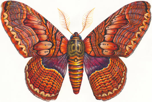 BRAHMIN MOTH - giclee print