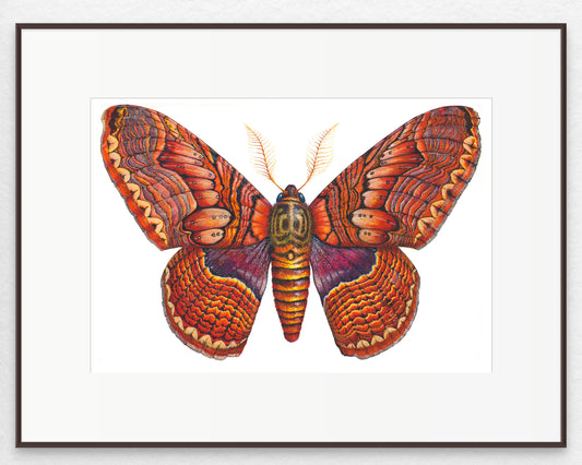 BRAHMIN MOTH - giclee print