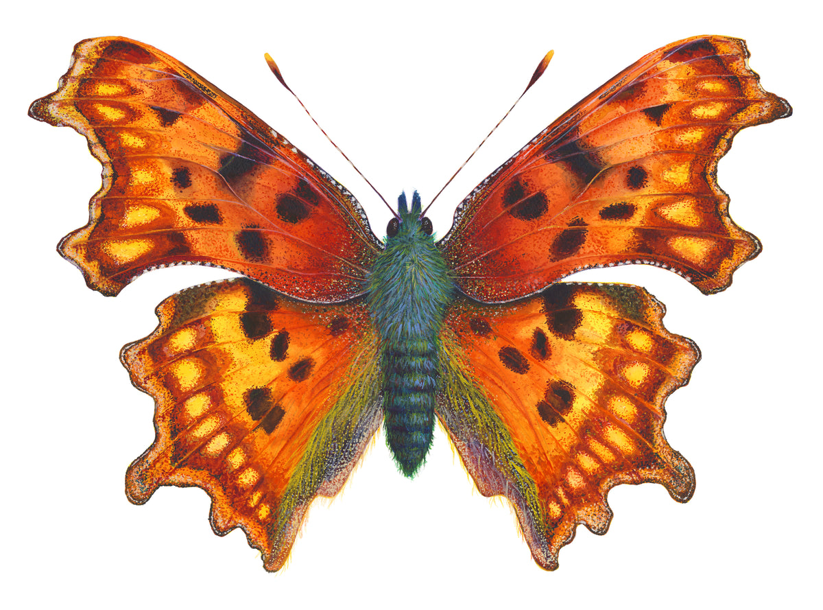 COMMA BUTTERFLY - original watercolour