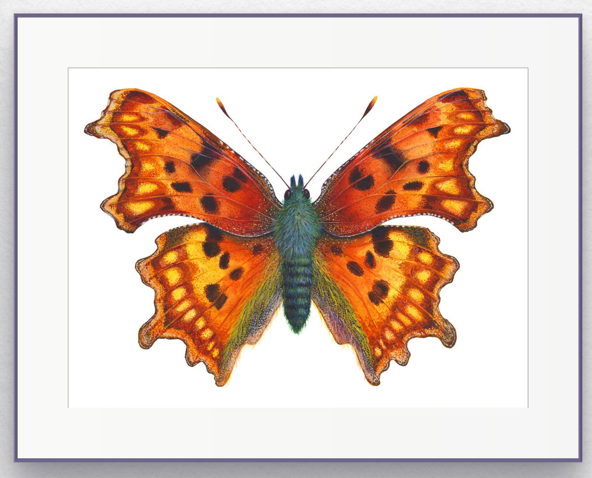 COMMA BUTTERFLY - giclee print