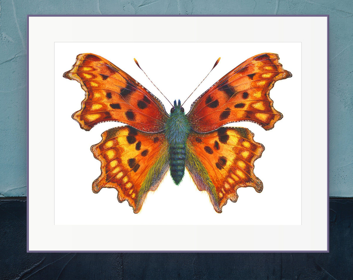 COMMA BUTTERFLY - giclee print