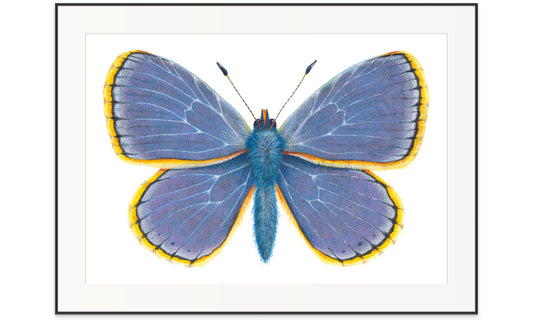 COMMON BLUE BUTTERFLY - giclee print