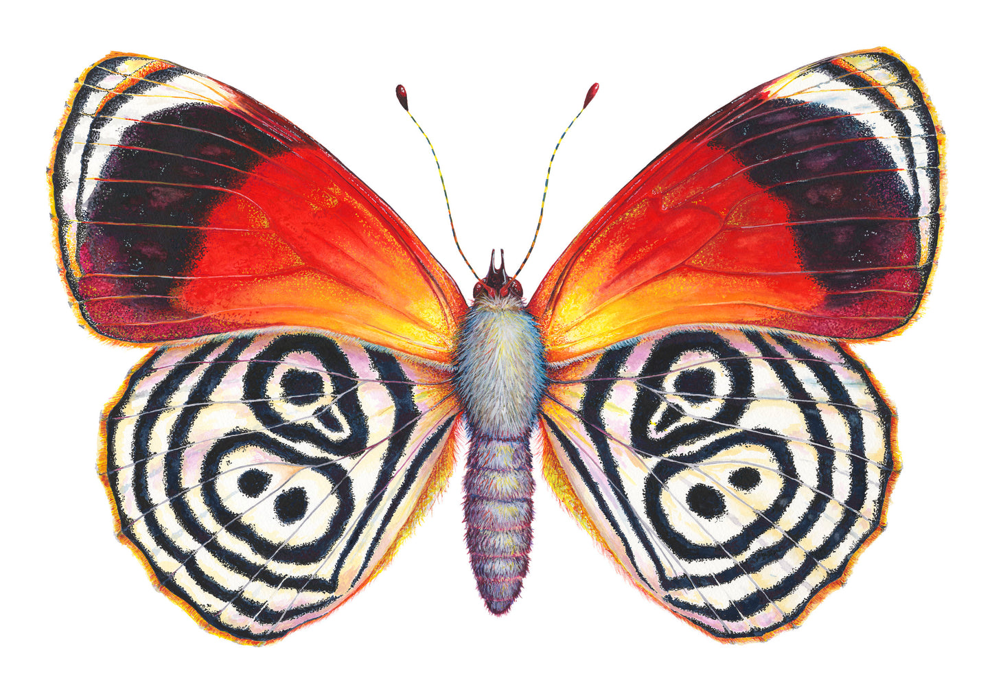 CRAMER'S 88 - original watercolour