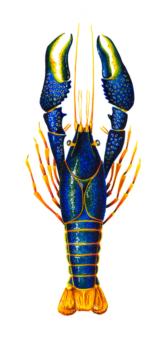 CRAYFISH - BLUE - giclee print