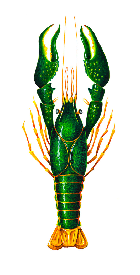 CRAYFISH - GREEN - giclee print