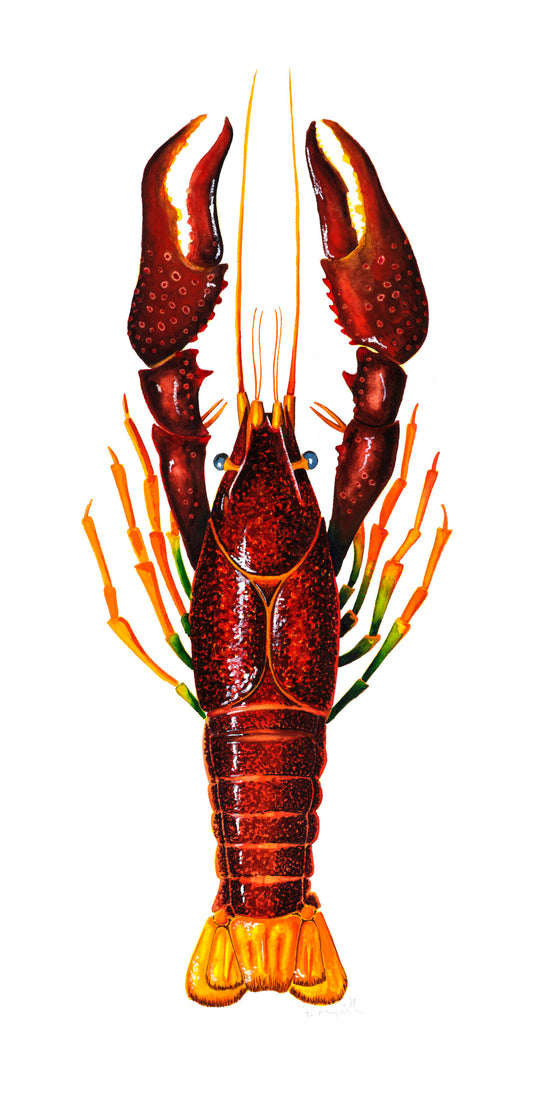CRAYFISH - RED - giclee print