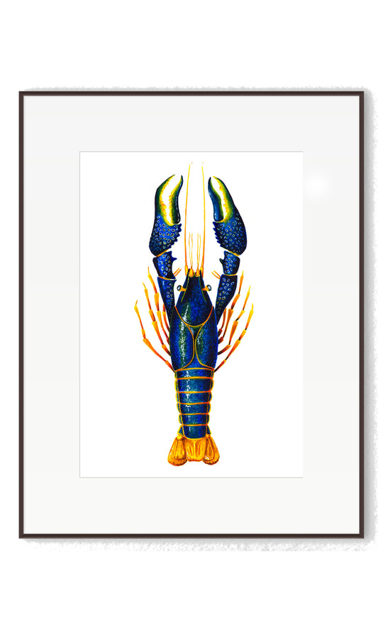 CRAYFISH - BLUE - giclee print