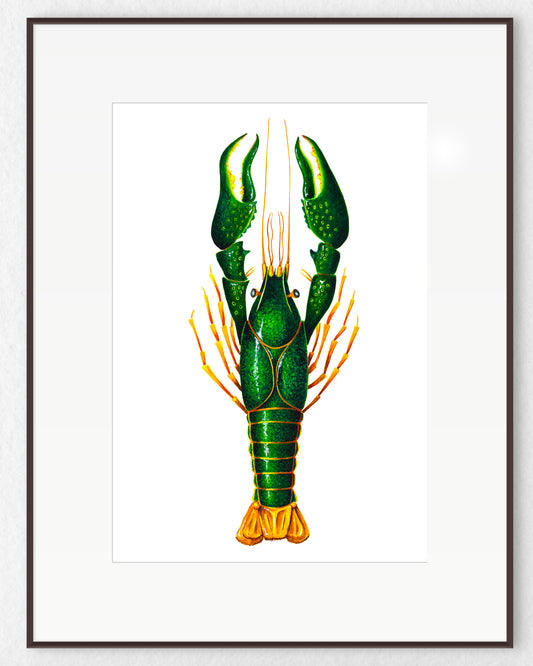 CRAYFISH - GREEN - giclee print