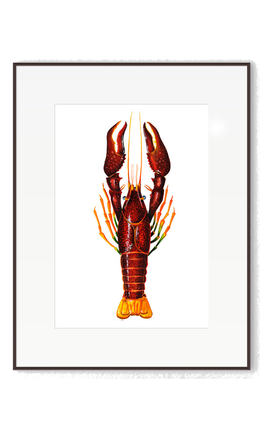 CRAYFISH - RED - giclee print