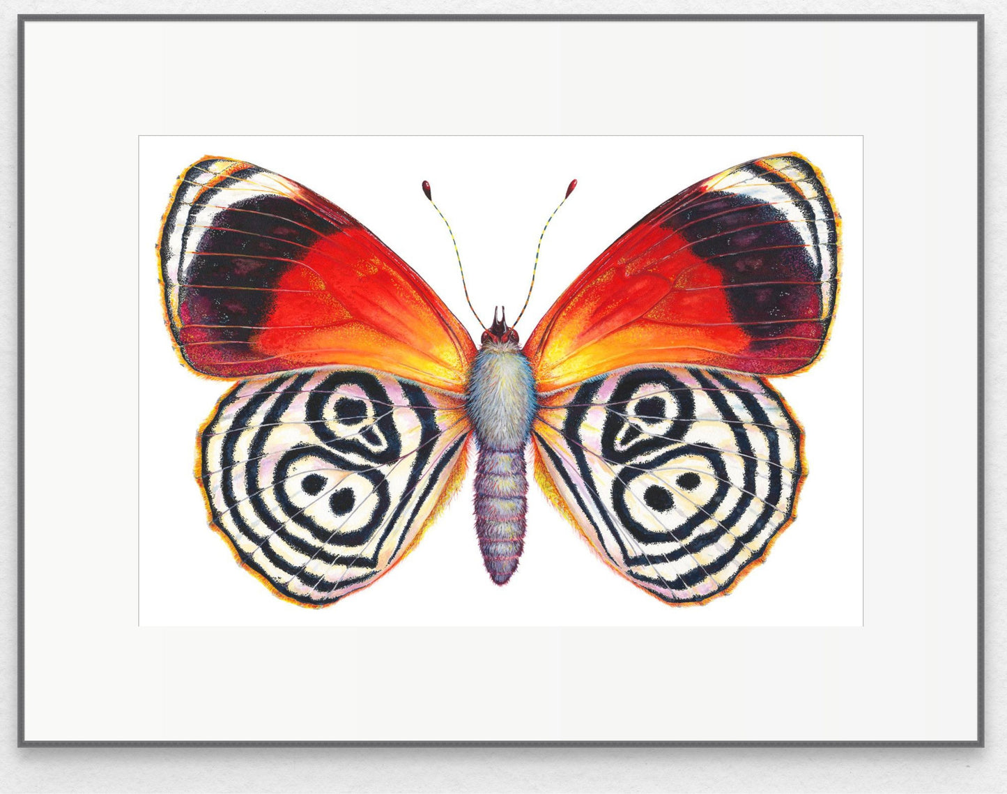 CRAMER'S 88 - original watercolour