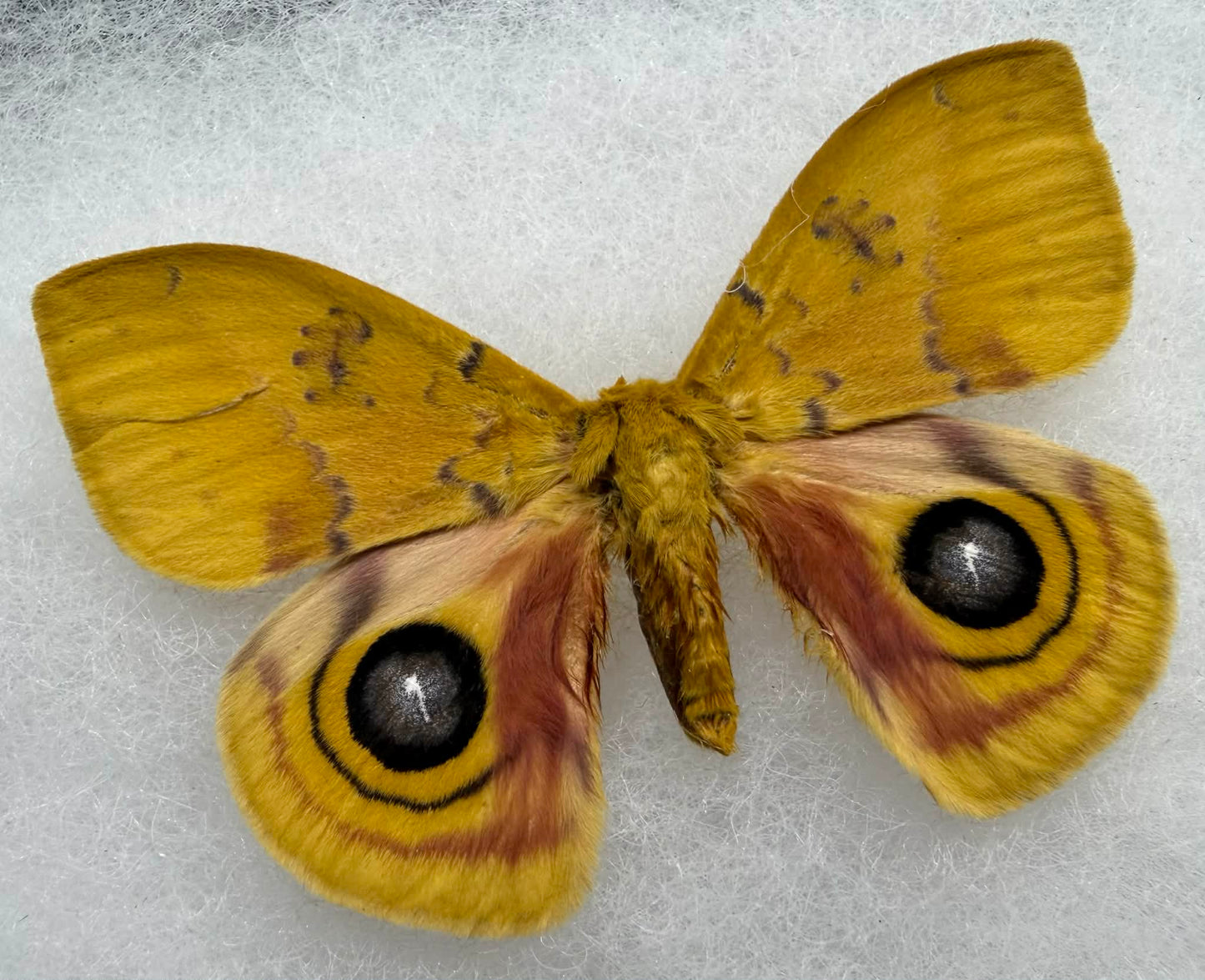 Io Moth - Automeris Io - giclee print