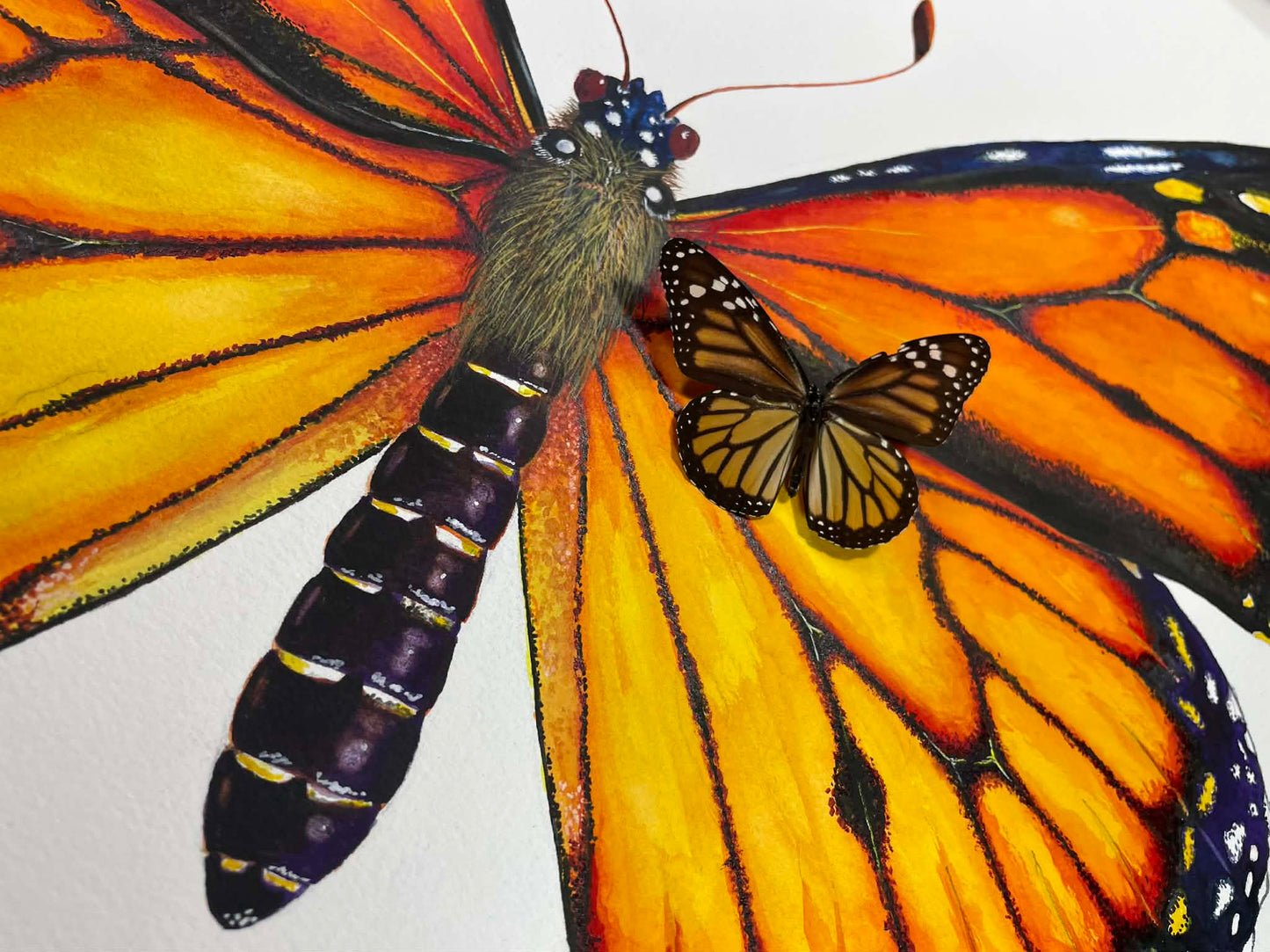 MONARCH BUTTERFLY - original watercolour