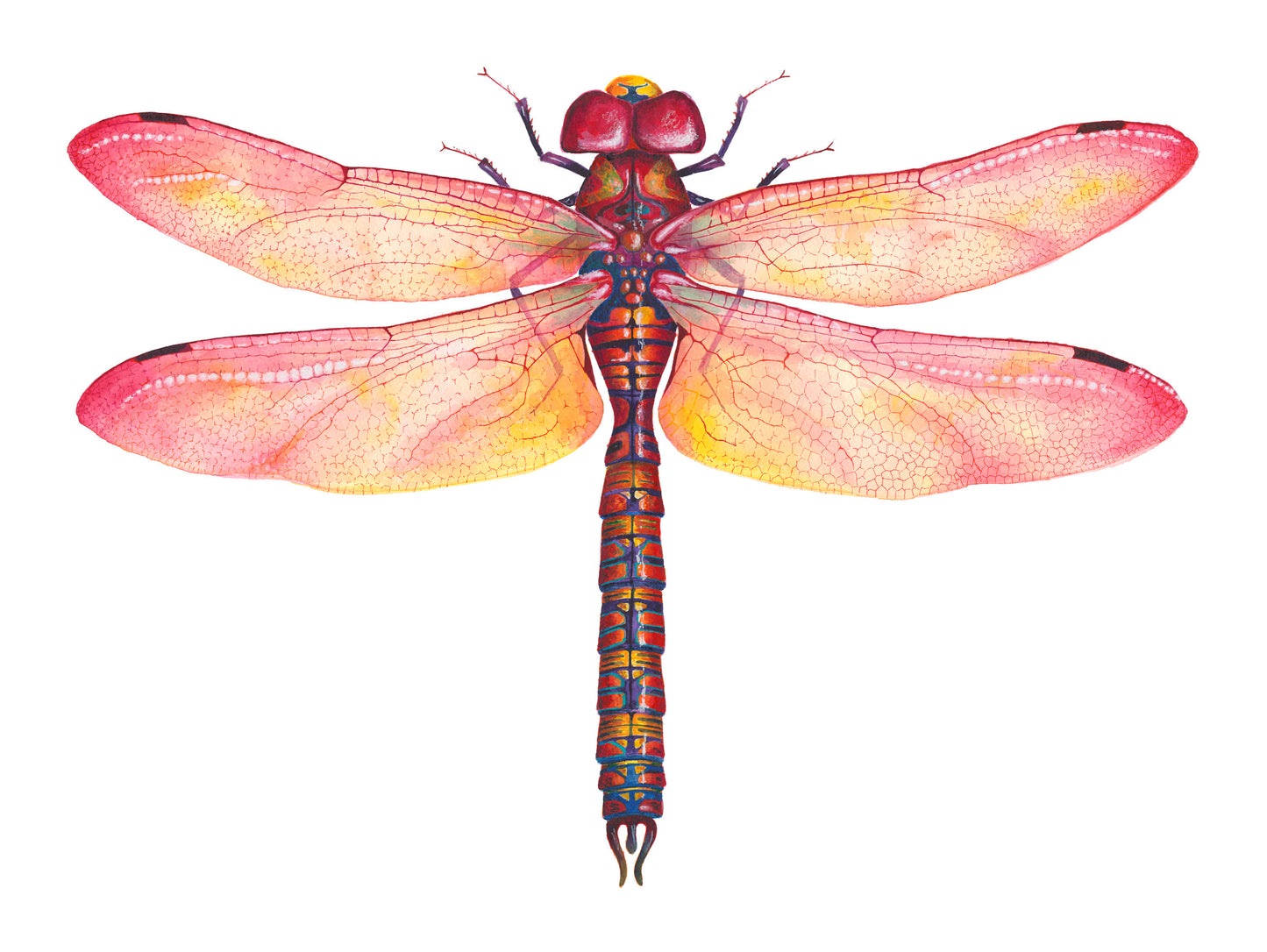 RED DRAGONFLY - original watercolour