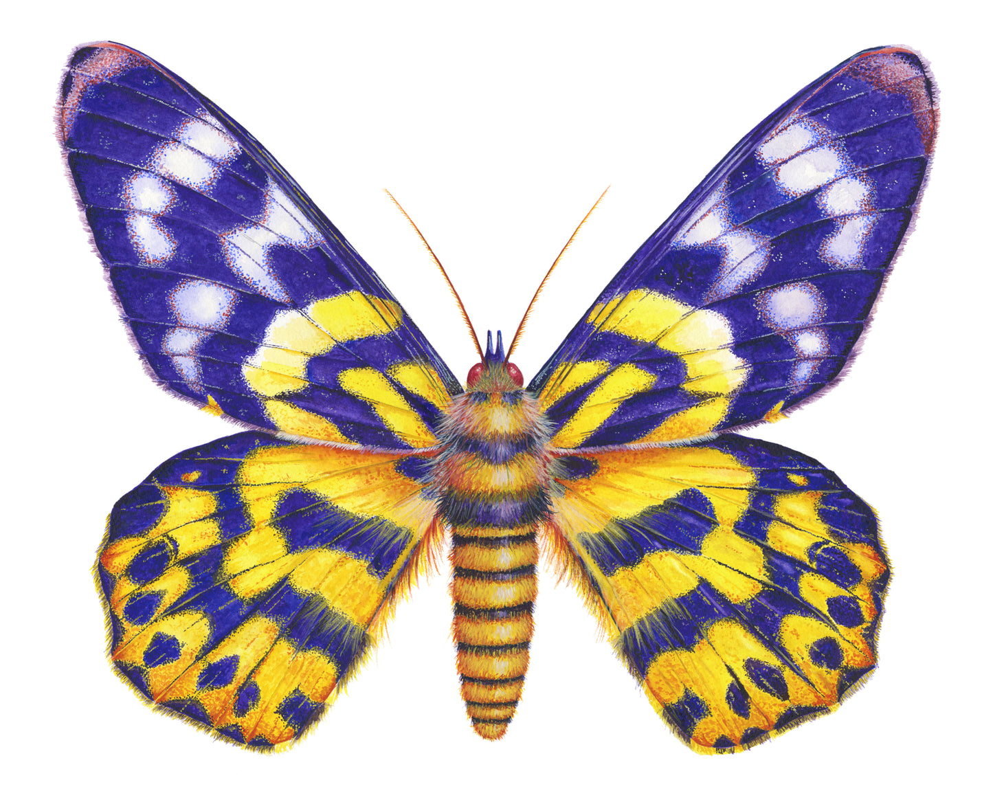 DYSPHANIA MOTH - original watercolour