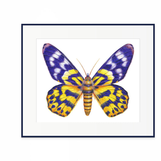 False Tiger/Dysphania Moth - giclee print