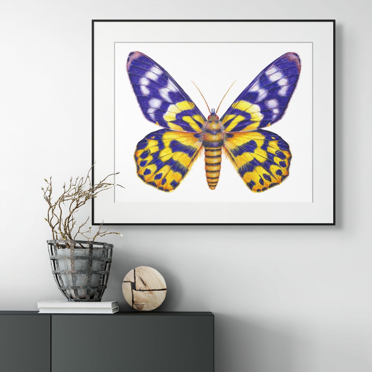 False Tiger/Dysphania Moth - giclee print