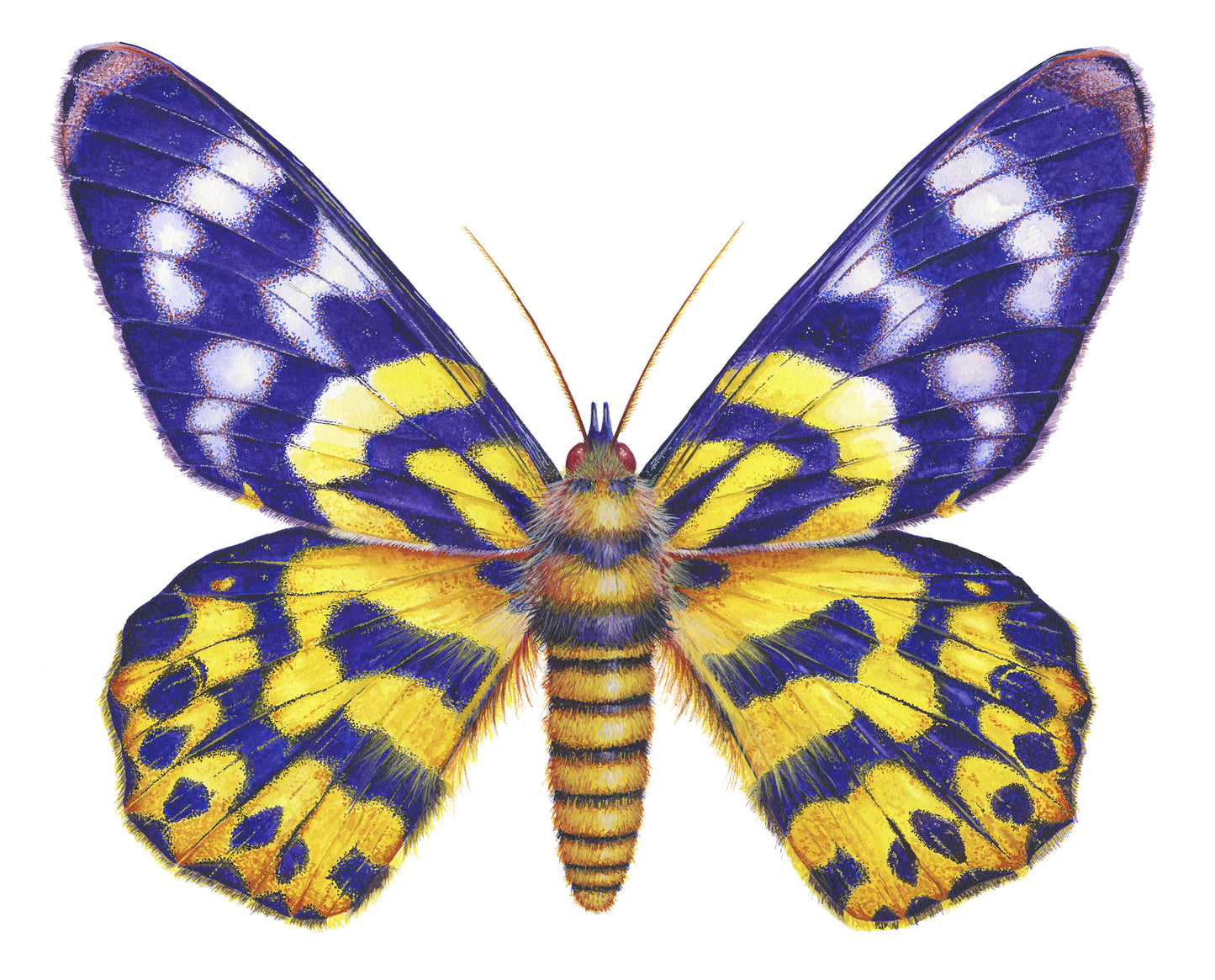 False Tiger/Dysphania Moth - giclee print