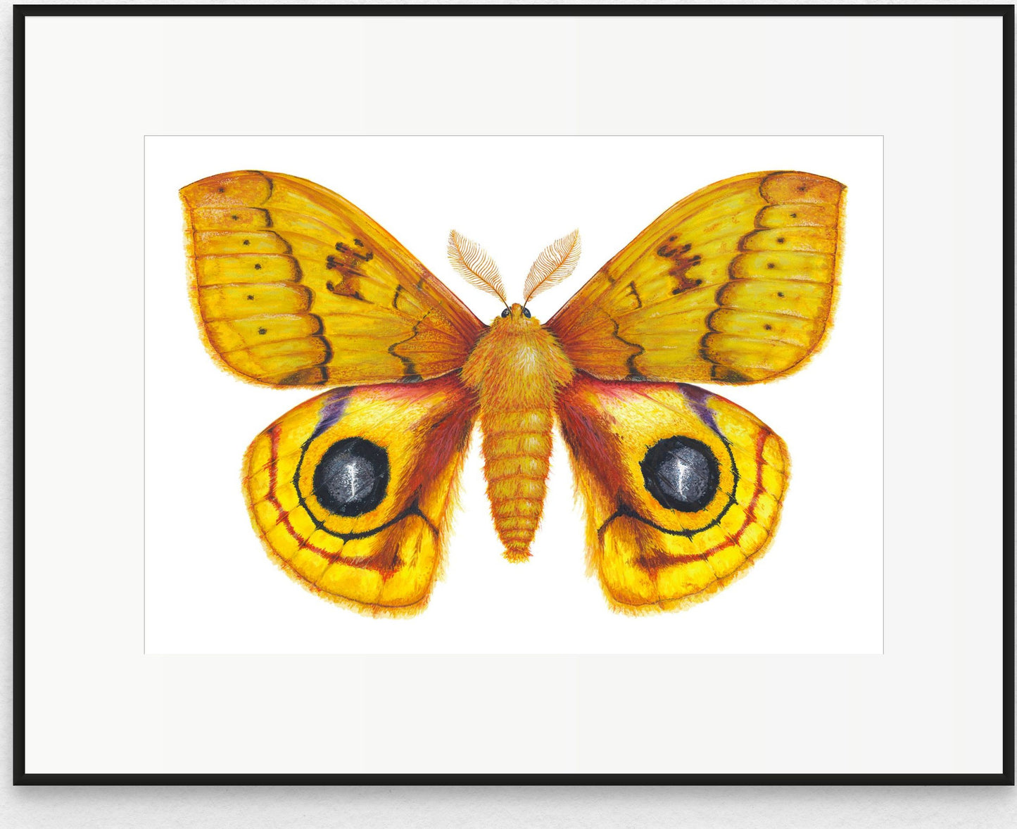 Io Moth - Automeris Io - giclee print