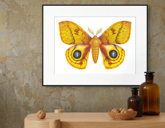 Io Moth - Automeris Io - giclee print