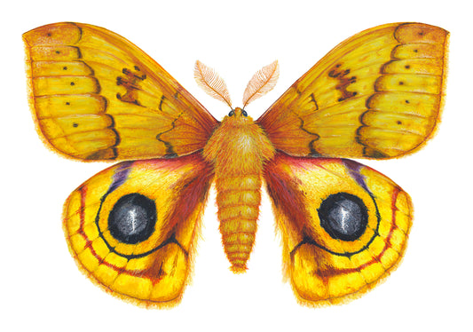 Io Moth - Automeris Io - giclee print
