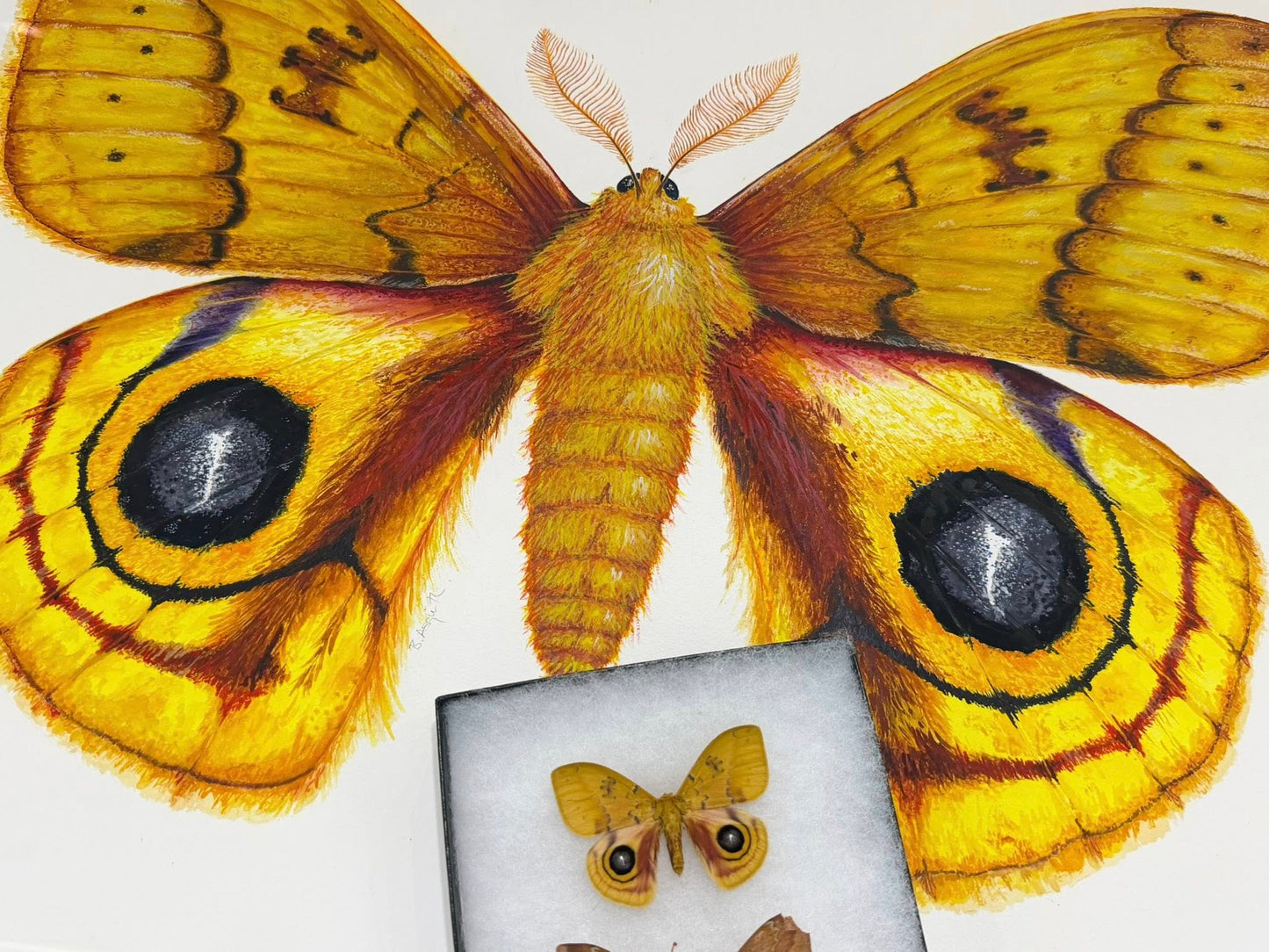 IO MOTH - original watercolour