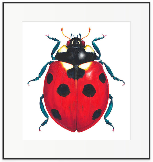 7-SPOT LADYBUG/LADYBIRD - original watercolour