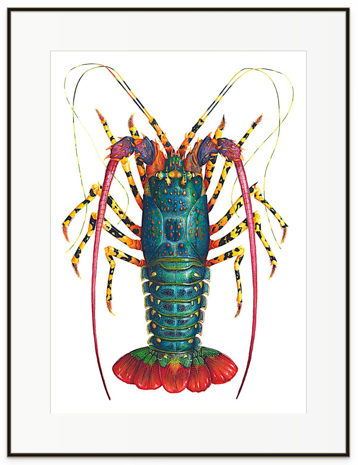 RAINBOW SPINY LOBSTER - original watercolour - 40" tall