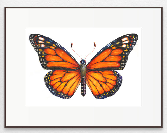 MONARCH BUTTERFLY - original watercolour