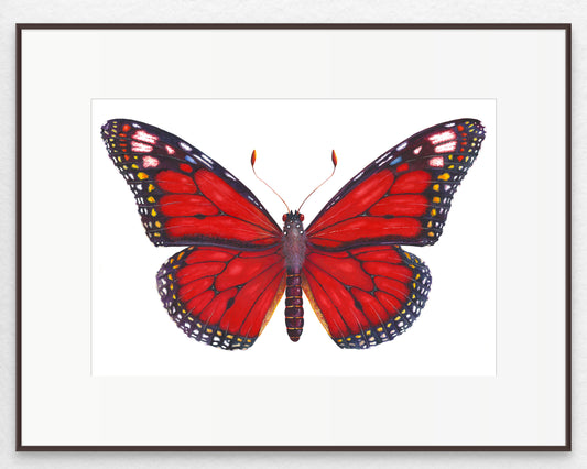 Monarch Butterfly (Red) - giclee print