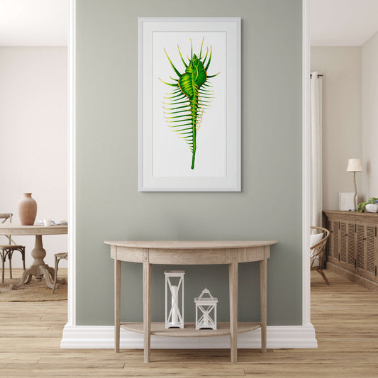 GREEN VENUS COMB MUREX - giclee print