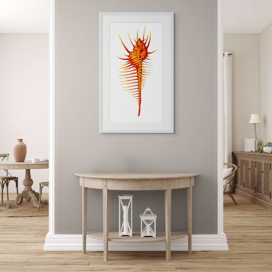 RED VENUS COMB MUREX - giclee print