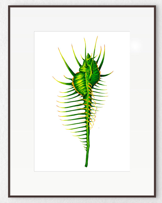 GREEN VENUS COMB MUREX SHELL - original watercolour