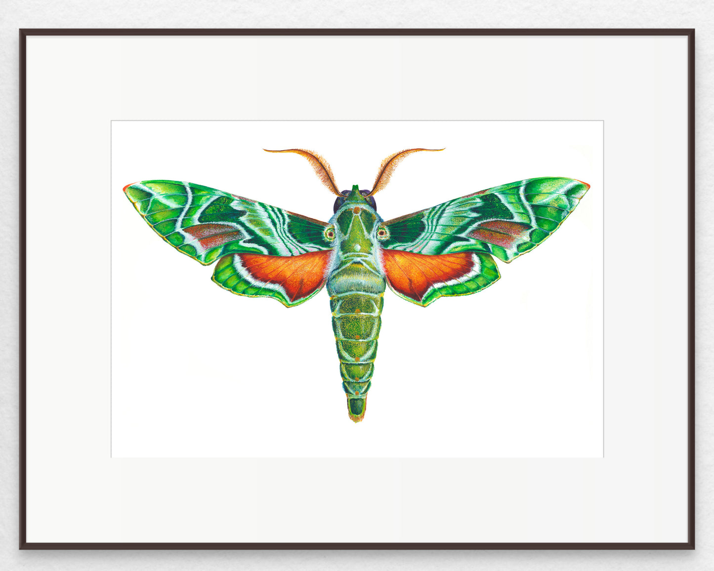 OLEANDER HAWK MOTH - original watercolour