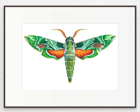 OLEANDER HAWK MOTH - original watercolour