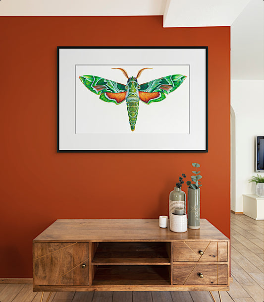 OLEANDER HAWK MOTH - giclee print