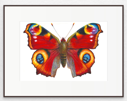 Peacock Butterfly - giclee print