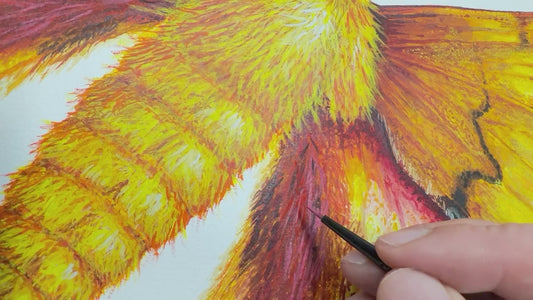 IO MOTH - original watercolour