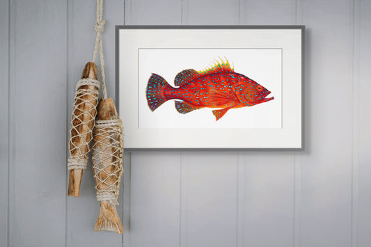 RED GROUPER - giclee print